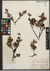Foto von Salix waldsteiniana Willd.